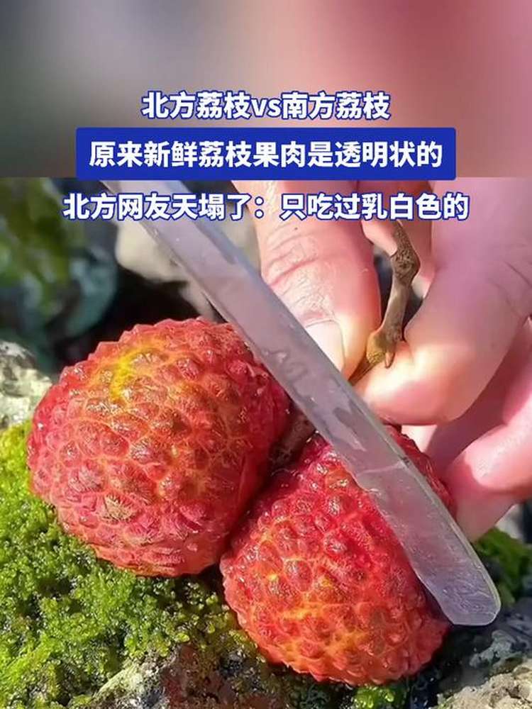 北方荔枝vs南方荔枝，原来新鲜荔枝果肉是透明状的,美食,美食展示,好看视频