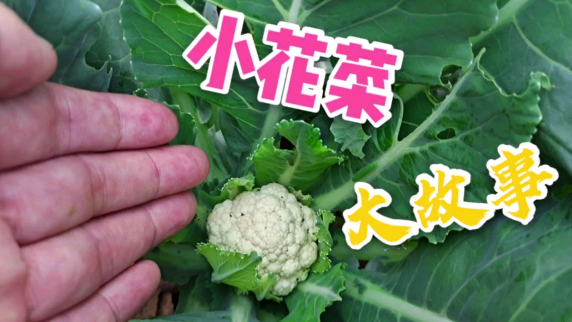 菜园里长出小花菜,同时出现了大问题,大家有没有好的解决方法
