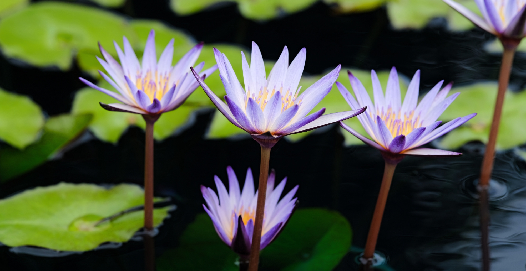 黑美人睡莲 nymphaea black beauty; 2.睡莲属品种; 3