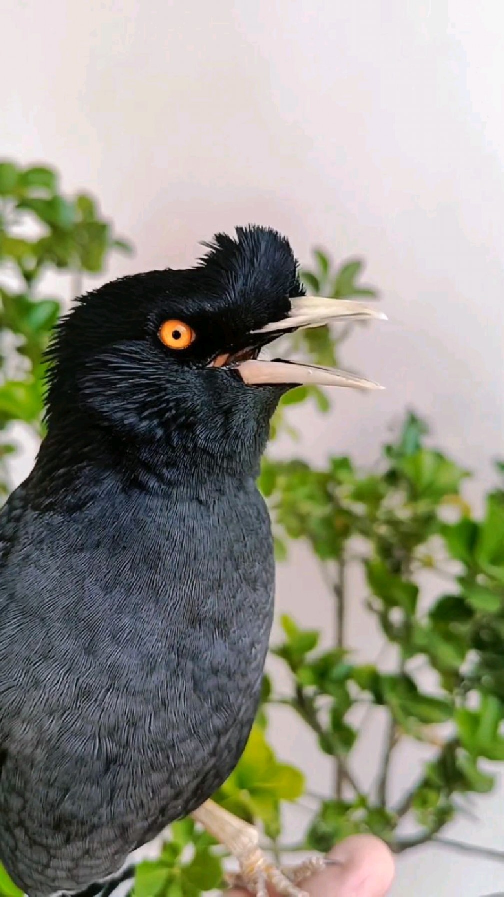 八哥鸟# #会说话的鸟# #八哥学语# #八哥说话# 聪明的鸟儿对对联-度