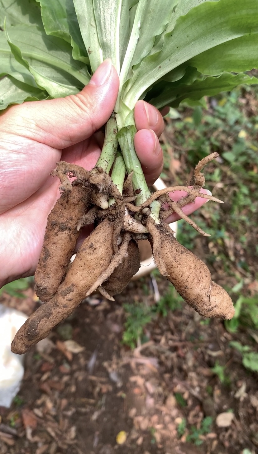 今天我再次踏入山林,寻找着那寓意着爱与希望的"双肾草"