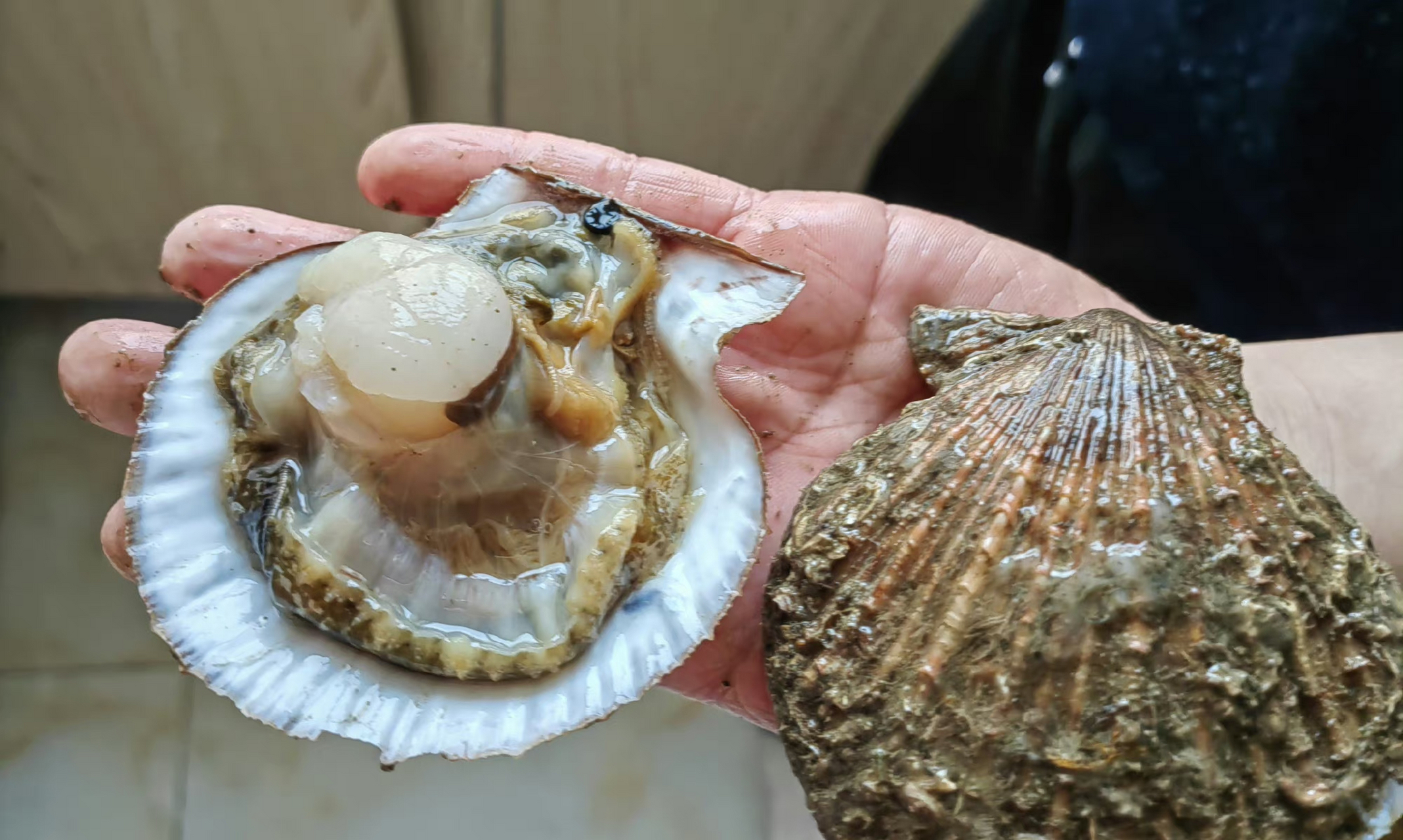 野生栉孔扇贝狂拉,肥是真的肥