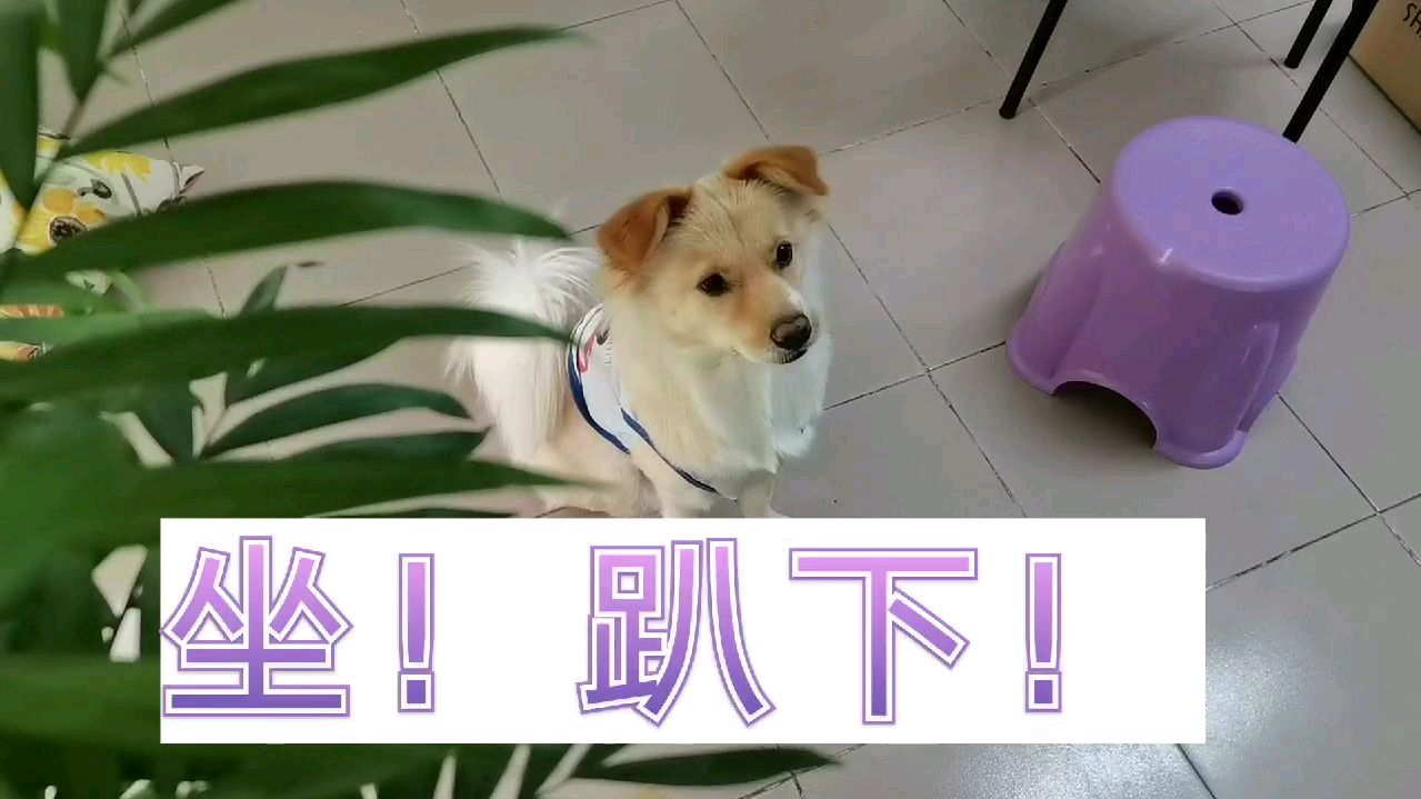 糖糖为了吃这两块钱的面包真是拼了,叫它趴下就趴下,真听话!