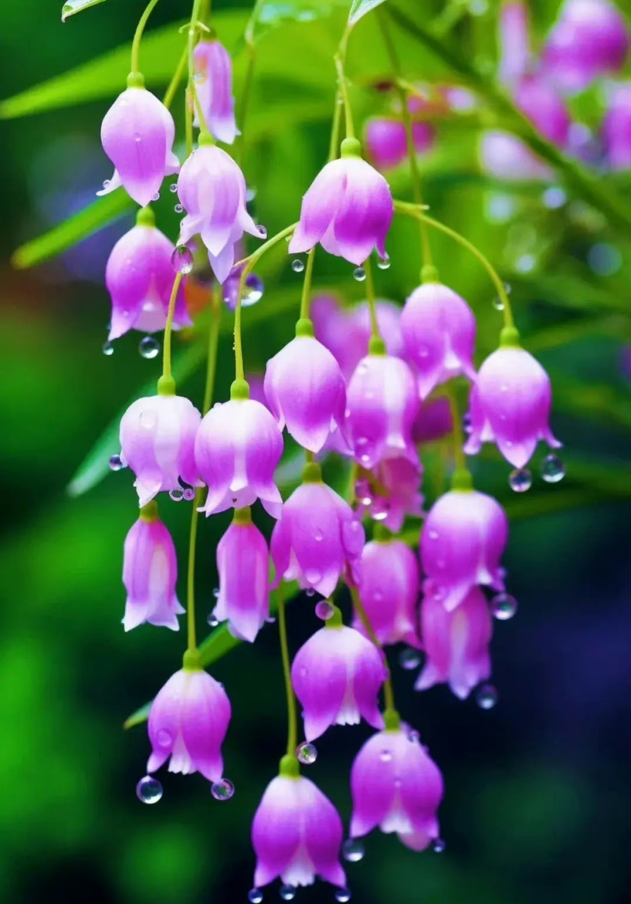 铃兰花儿开,烂漫天真,美到心醉了!好喜欢这一抹的色彩 .