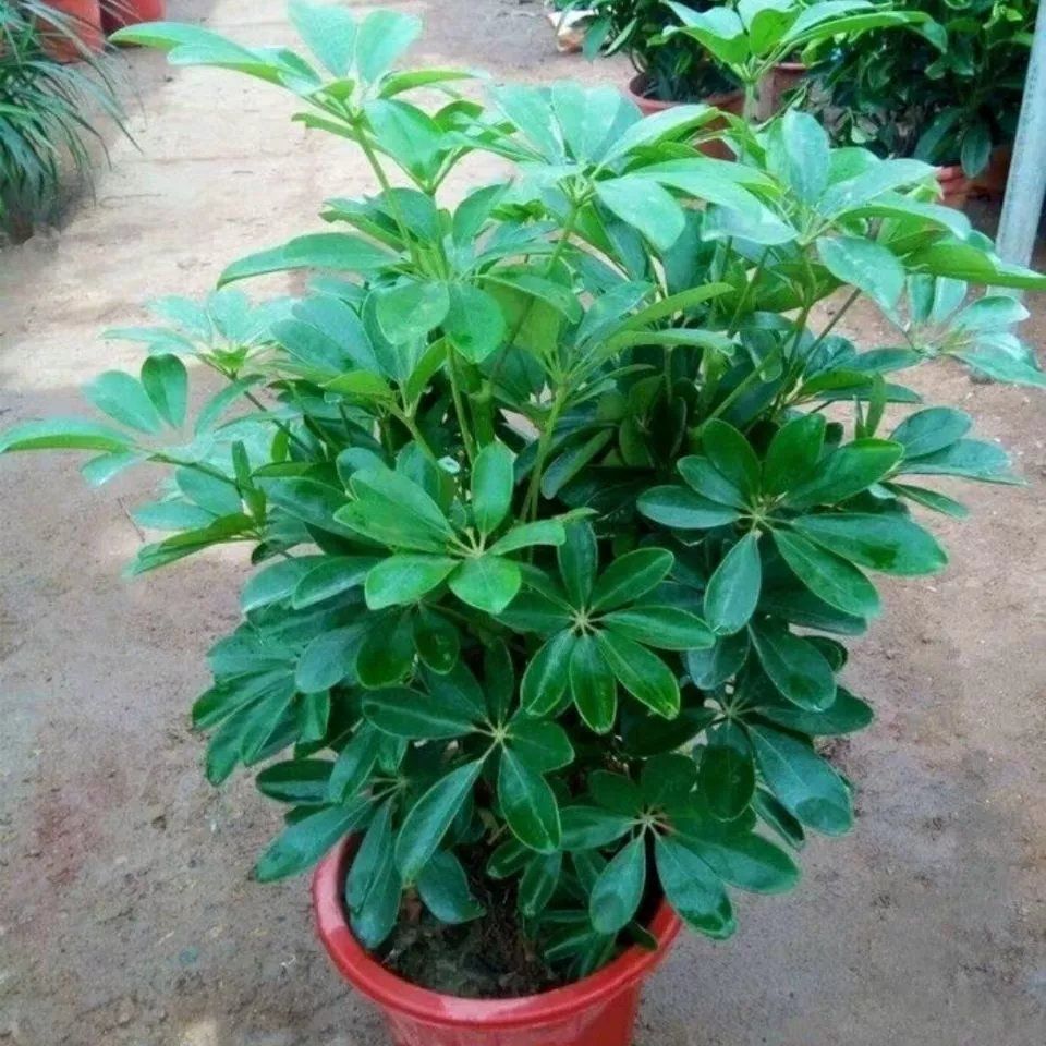 鸭脚木发财树的养殖方法和注意事项