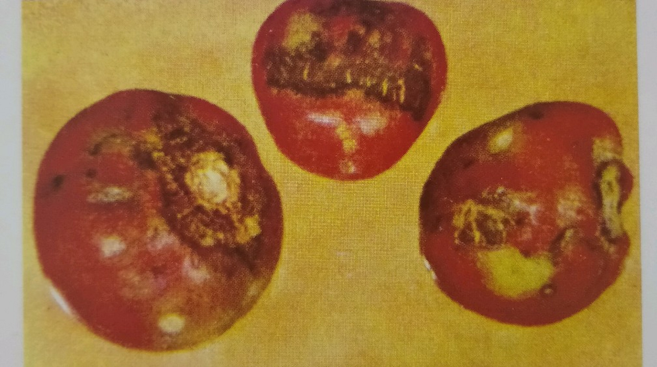 西红柿缺硼有什么表现?又该如何防治呢?