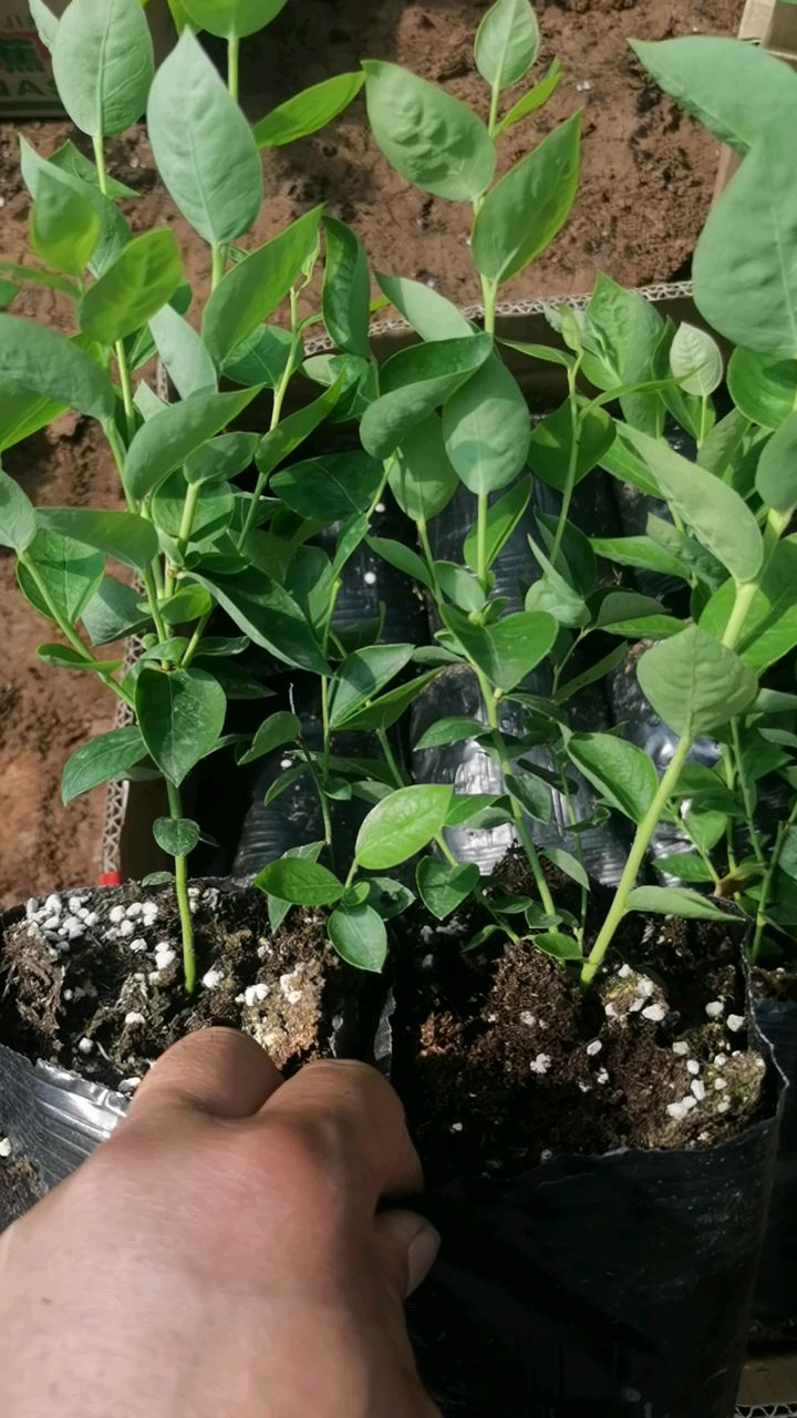 l蓝莓苗整棚装苗