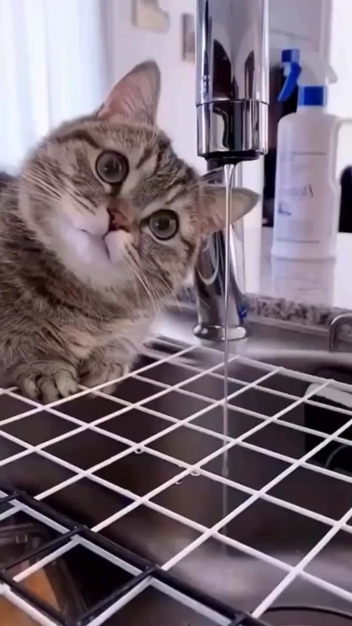 看这小猫咪专注的眼神和表情 被萌化到了极致!