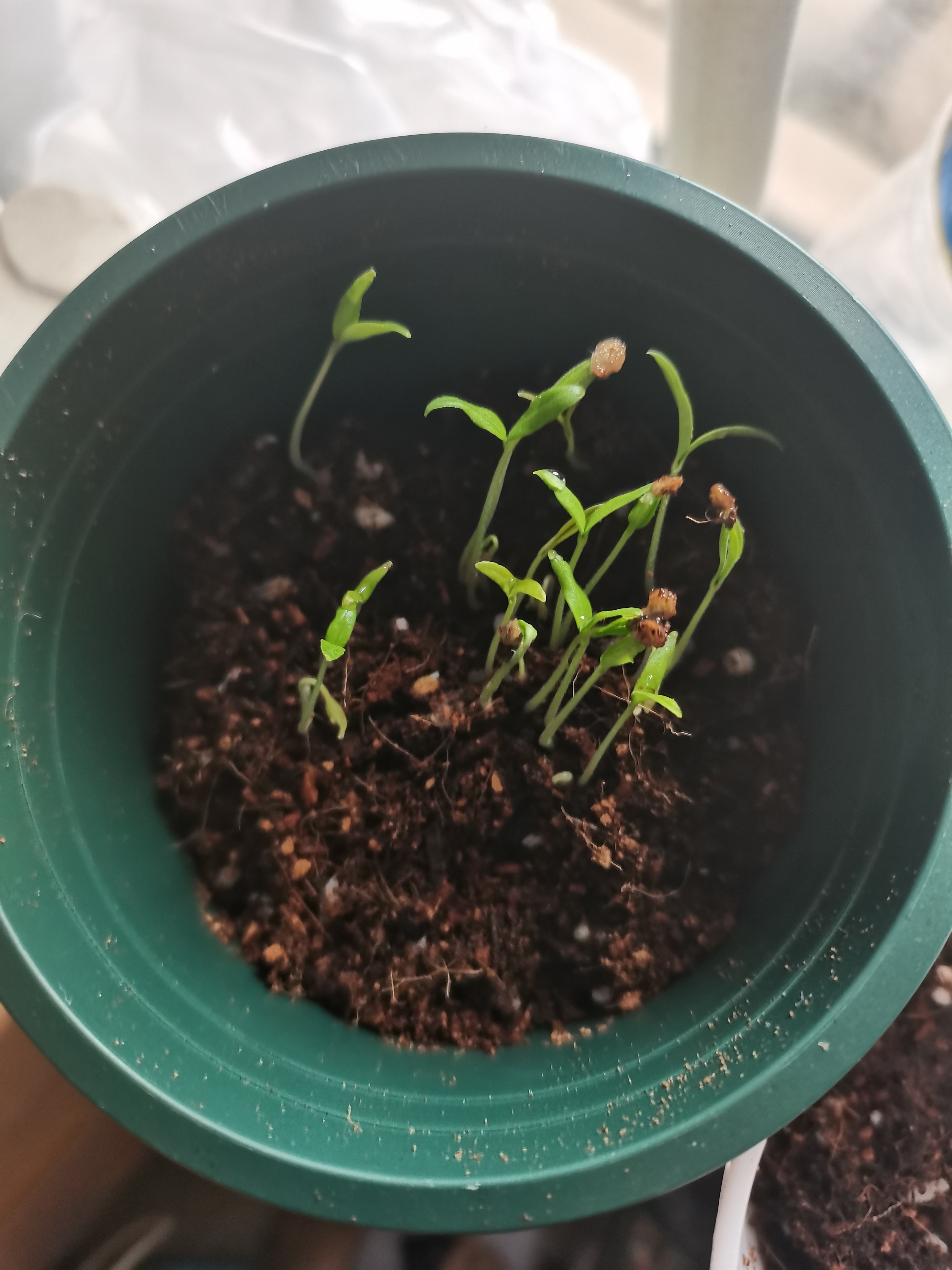 前天新买的番茄套装种西红柿发芽番茄光照和黑暗下种子萌发率比较