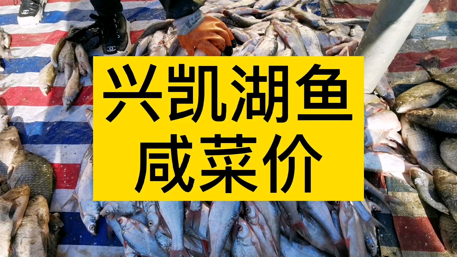 兴凯湖鱼咸菜价,鲶鱼5元一斤,嘎牙子4元一斤!还赚啥钱?