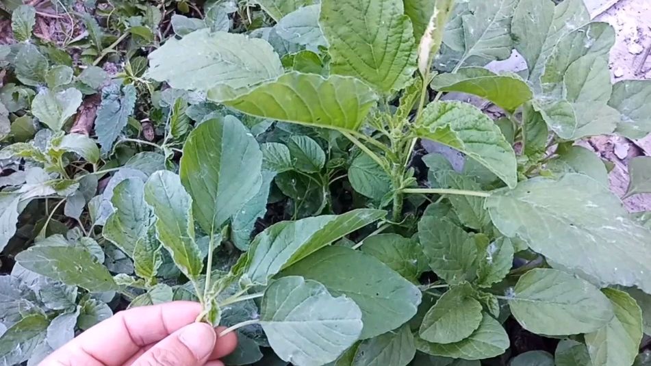 野苋菜 农村很常见的野菜,它居然还有这一妙用,来了解一下