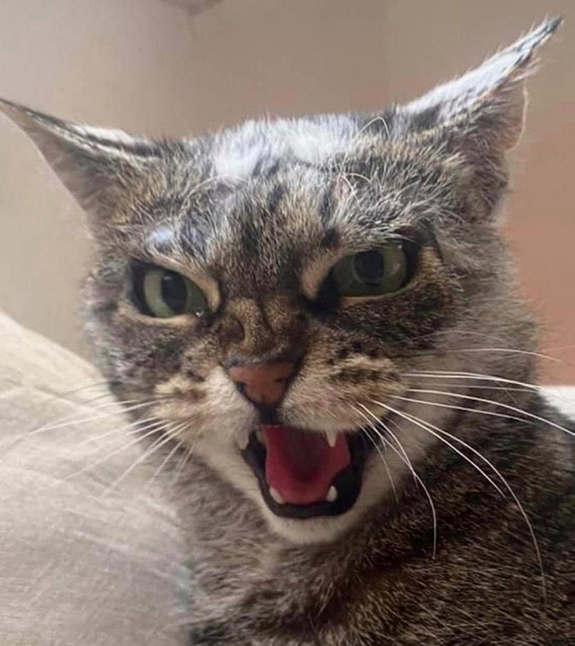 一只天生刀眼的猫咪,不敢惹真的不敢惹![左捂脸]