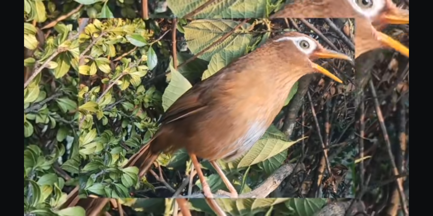 《楚人美》歌曲