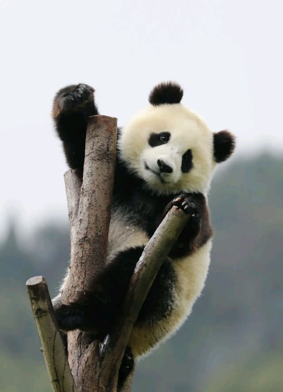 旅居卡塔尔大熊猫"四海"在12万平米场馆过生日. 有霸道总裁那味了.