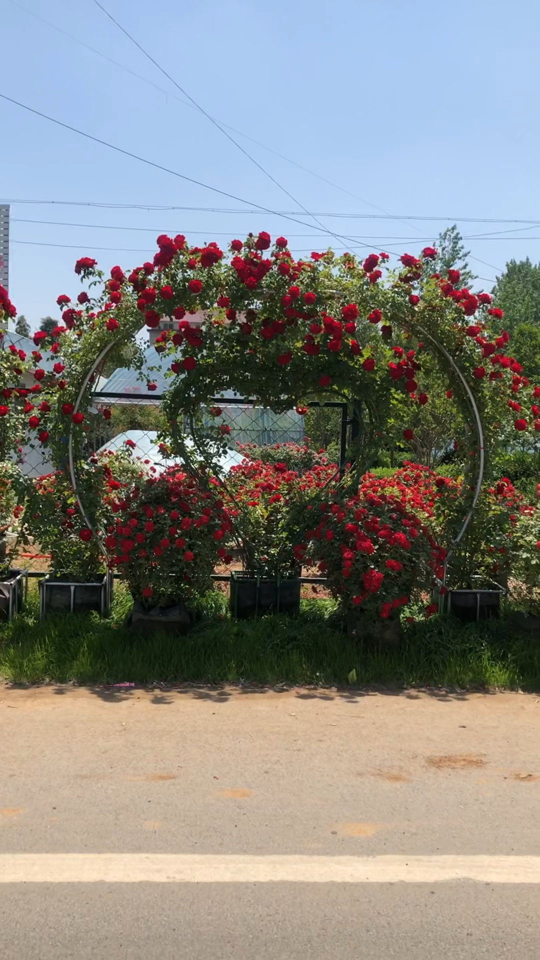 分享欧月爱心拱门喜欢的关注一下吧