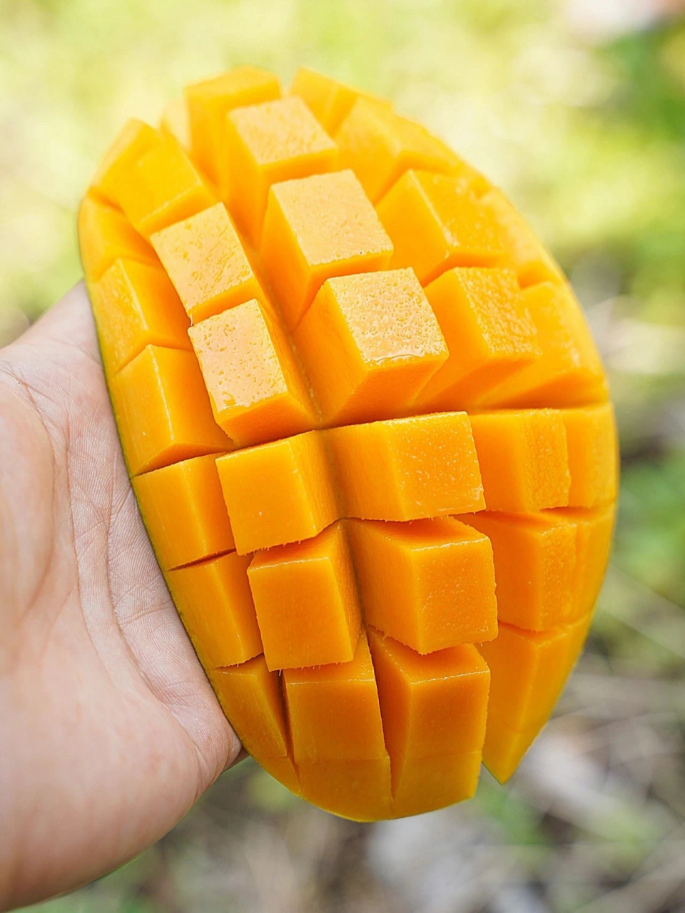 百色金煌芒03,芒果界的巨无霸6015||芒果控不可错过的金煌芒,产