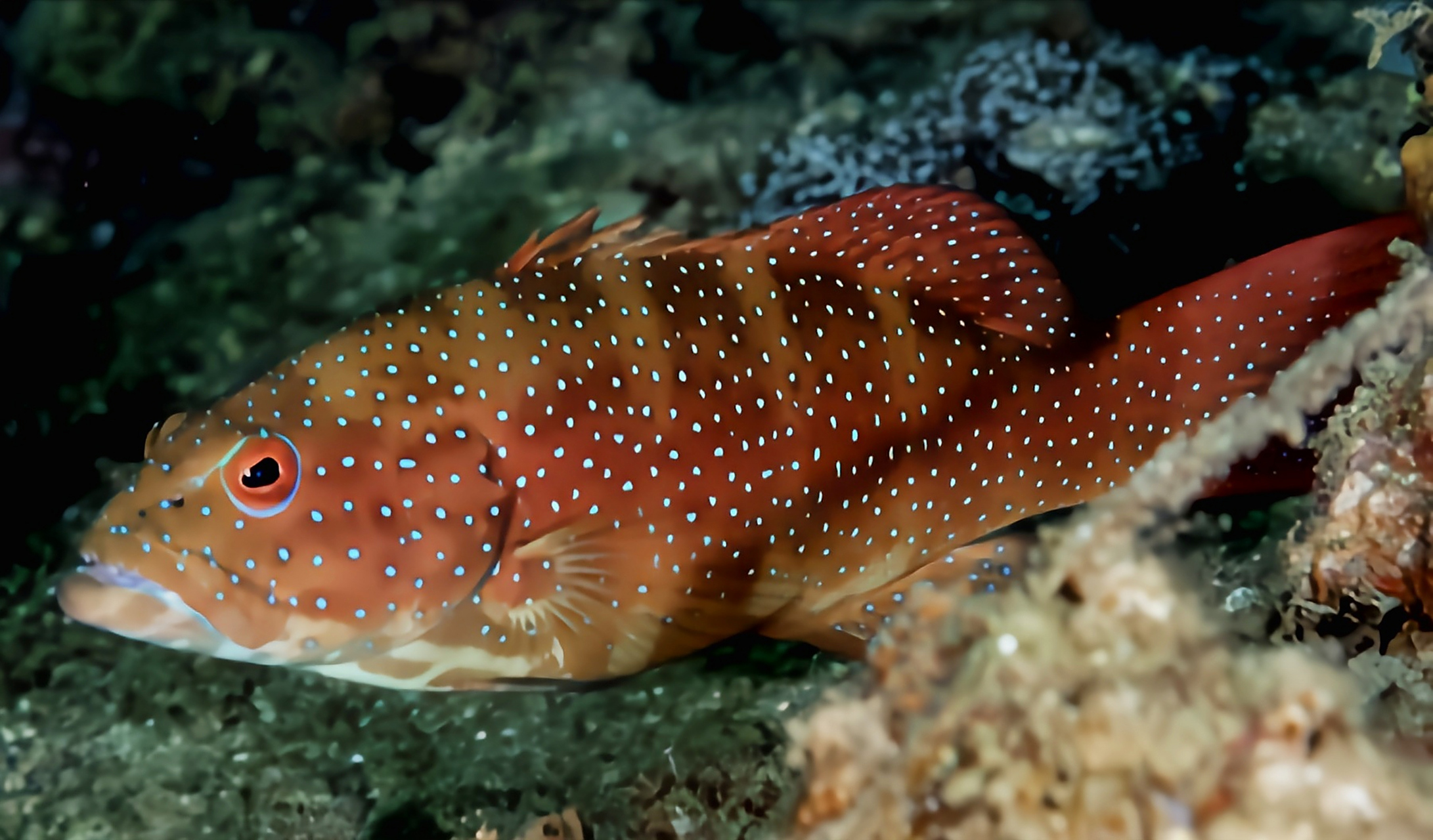 秋日生活创作季# 每天认识一种动物——东星石斑鱼 东星石斑鱼别枚