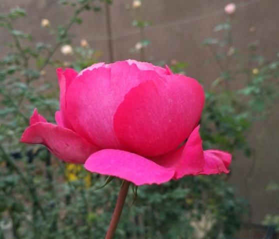 伊芙胭脂香水缺点是花瓣薄,内瓣不规则,显蓬松感,不耐雨