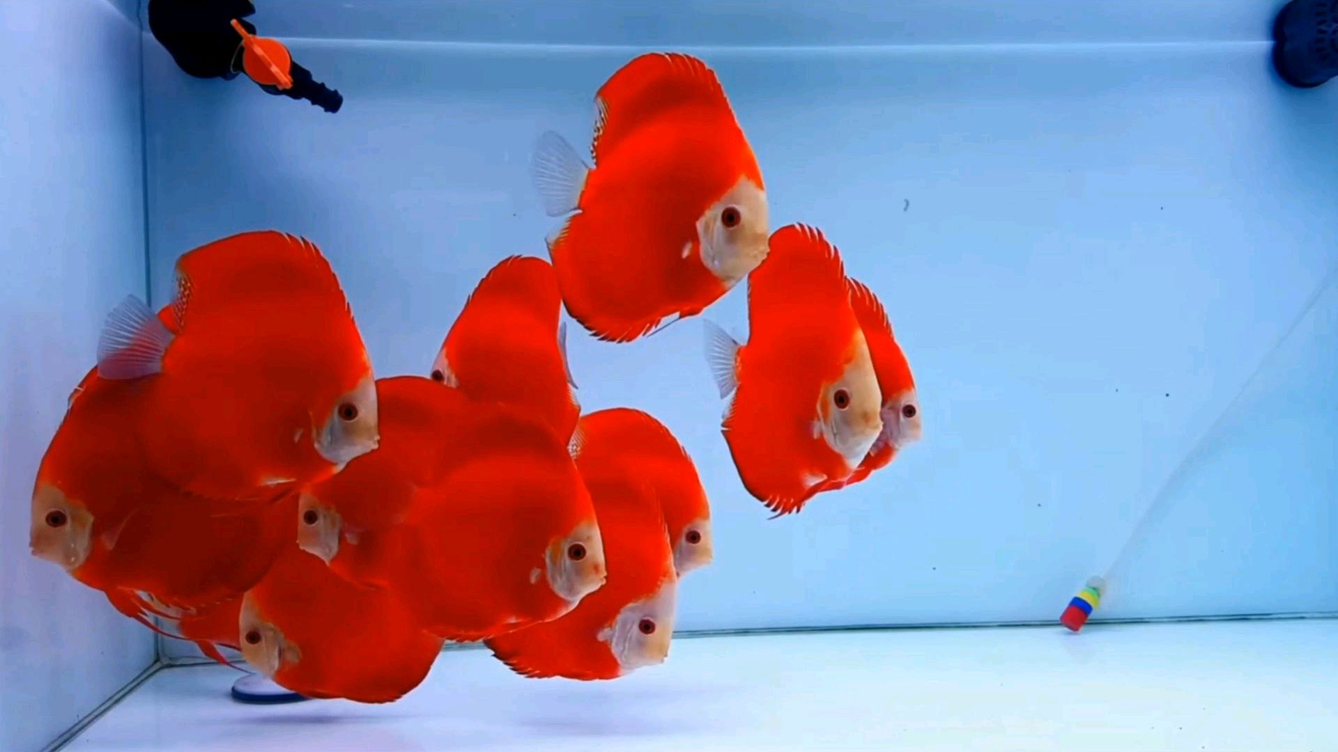 七彩神仙鱼应该这样养!三个秘诀养好世界上最难养、最漂亮的鱼