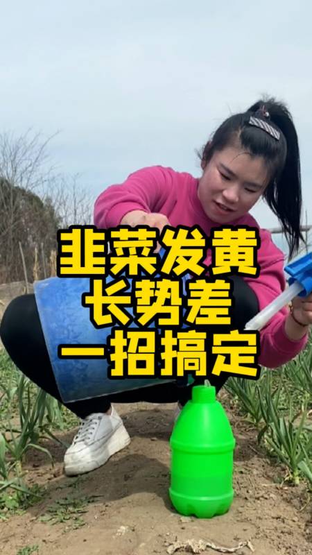 韭菜發黃長勢差記住這一招讓你有割不完的韭菜韭菜發黃小妙招