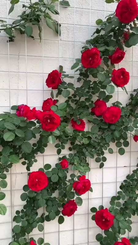 藤本月季佛罗伦蒂娜自制花墙-度小视