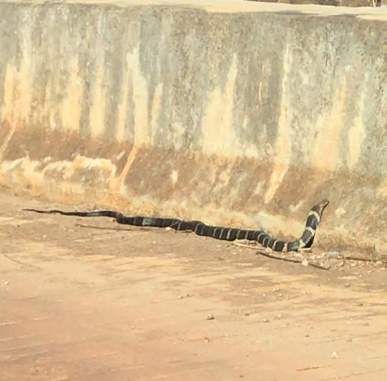 眼镜王蛇在阳江叫做过山乌,这种蛇剧毒无比,网上也经常看到有捉蛇者被