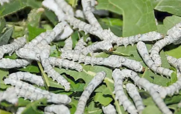 蚕生长温度是多少