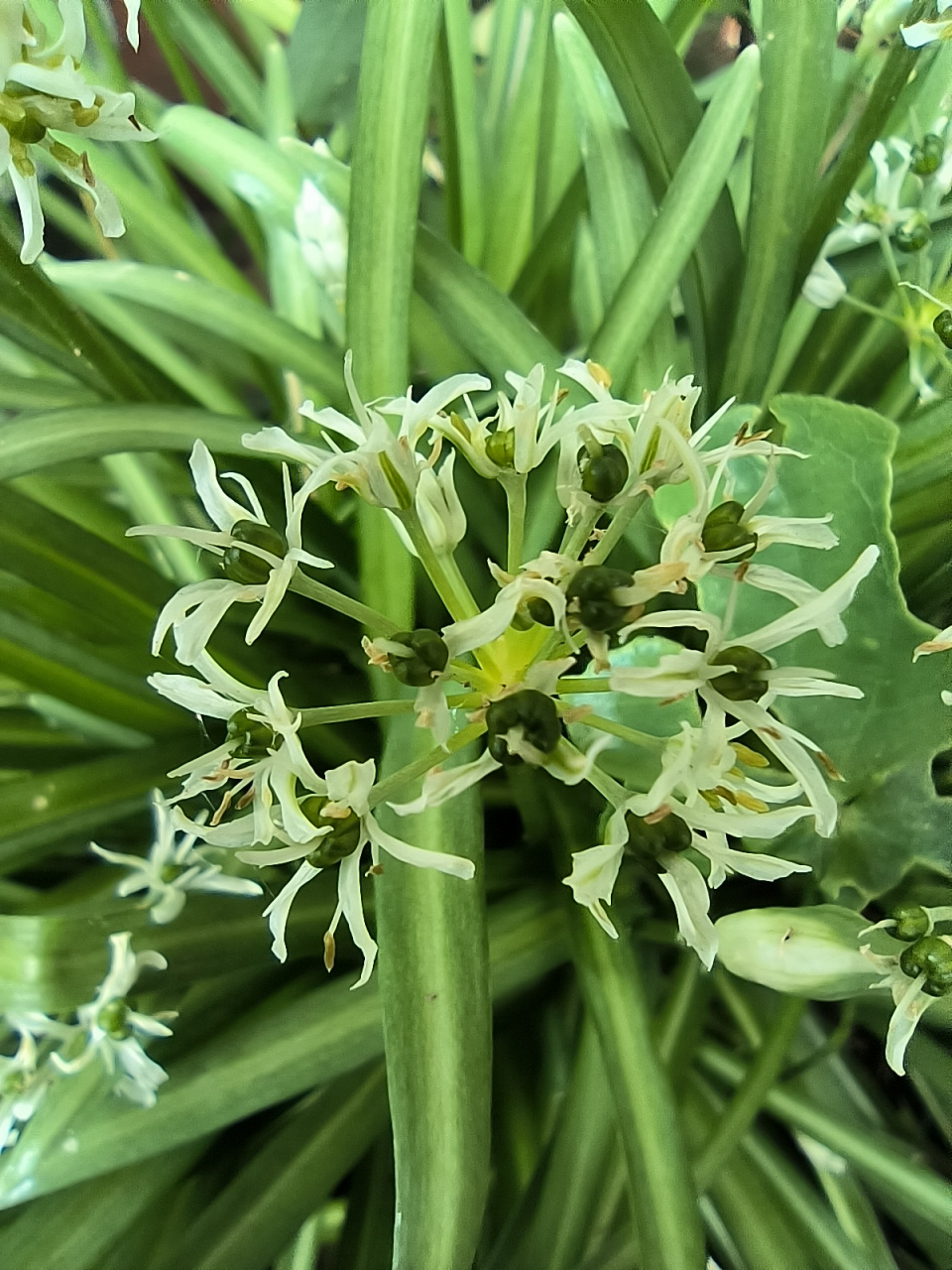 在黄岩卖的麦鼓头一般都用葱,很少有人知道这个野韭菜.