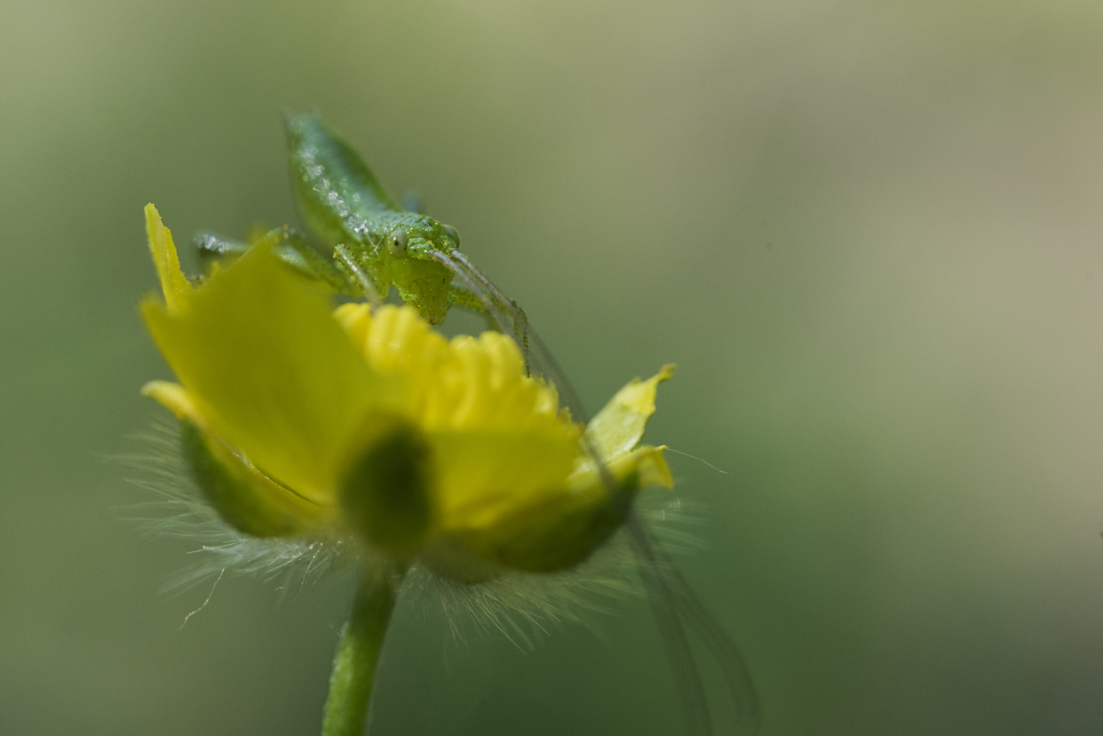 蝈蝈,天牛,花金龟