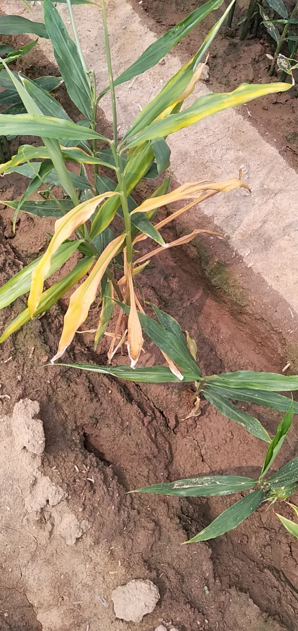 大姜烂脖子病 脖子病,又叫"大姜茎基腐病",大姜得病后从茎基部开始先