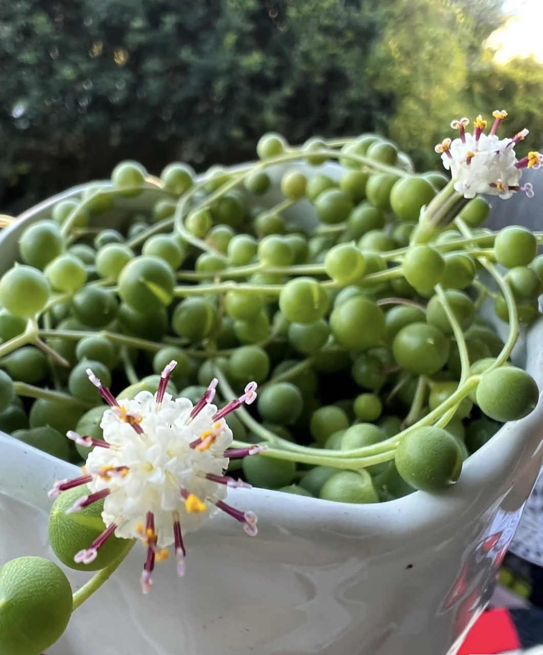 佛珠开花,怎么感觉很像新冠病毒🦠