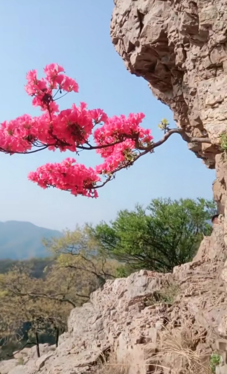 这棵花树真顽强,在峭壁上生长,而且开出了美丽的花朵,也引来了蝴蝶!