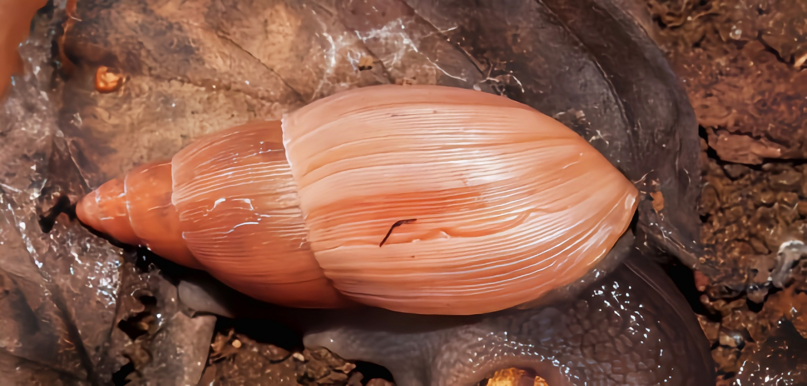 每天认识一种动物——玫瑰橡子螺 玫瑰橡子螺别名玫瑰蜗牛,原产于北