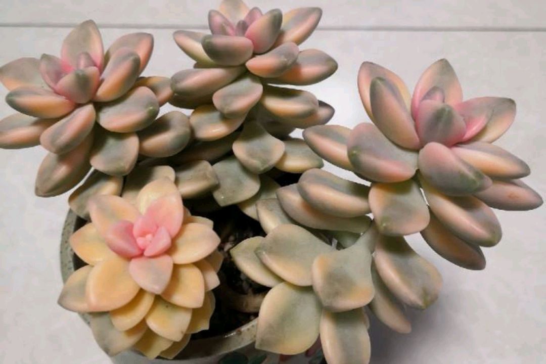 喜欢出锦的多肉,可以养盆美杏锦!叶片自然出锦,绚丽如彩虹