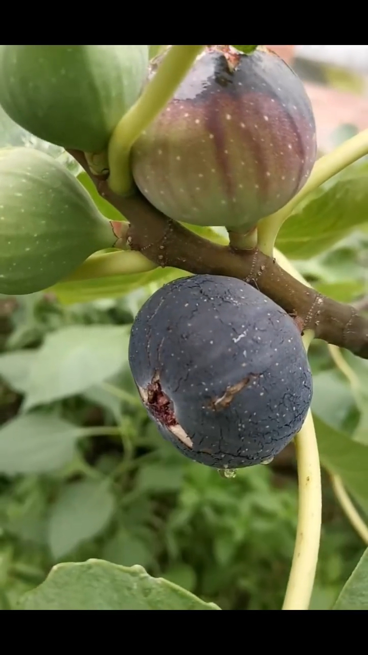 日紫无花果苗品种树势强旺花芽分化量充足产量高当年结果