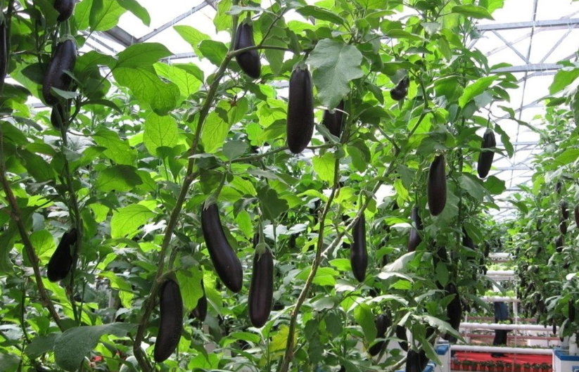 茄子长在树上还是藤上?