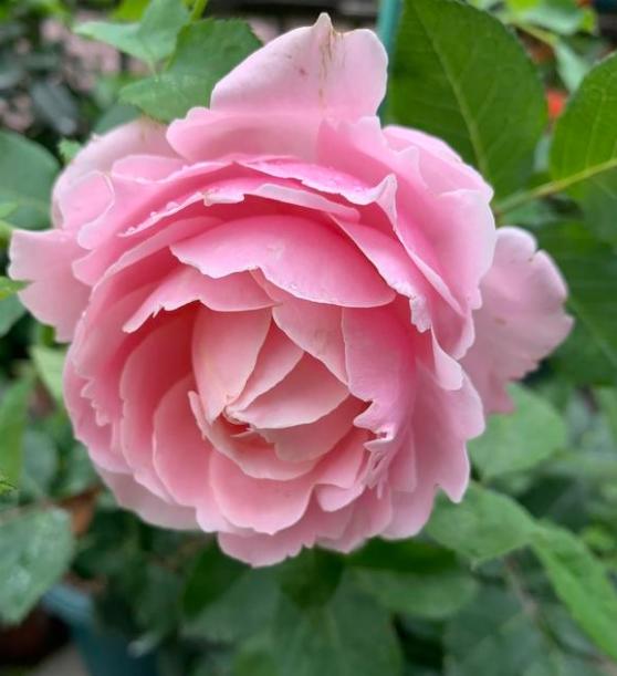 索菲罗莎月季美貌和浓香,就是夏天半日散