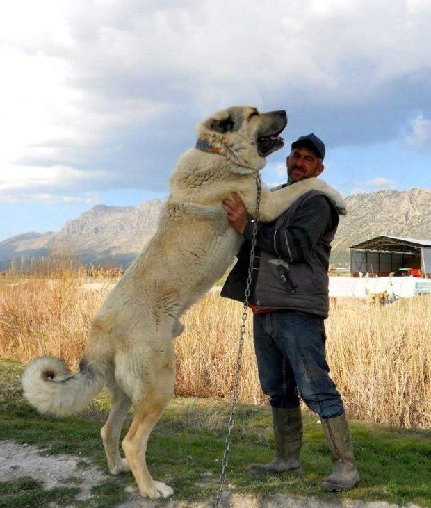 坎高犬vs高加索牧羊犬,究竟谁才是大型猛犬的战力天花板