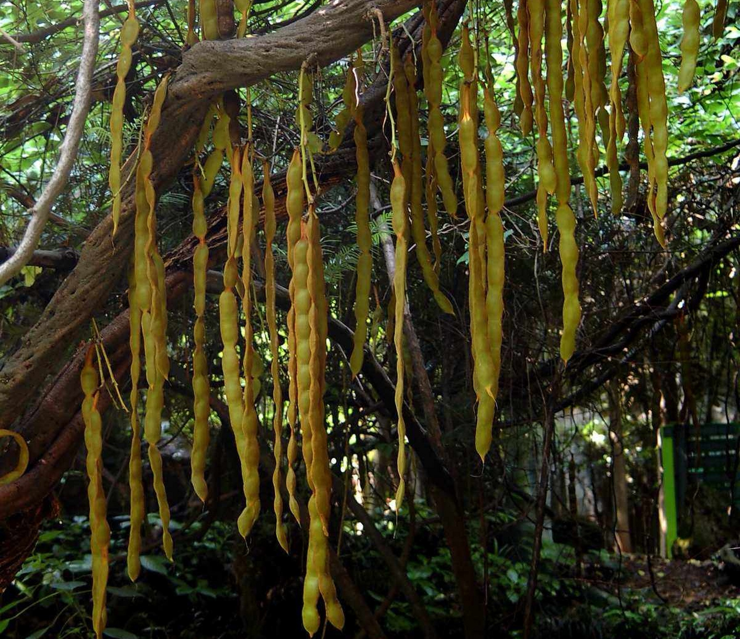 各种豆豆: 豆科家族异常庞大,这些是常见的豆科的木本植物,你能认出几