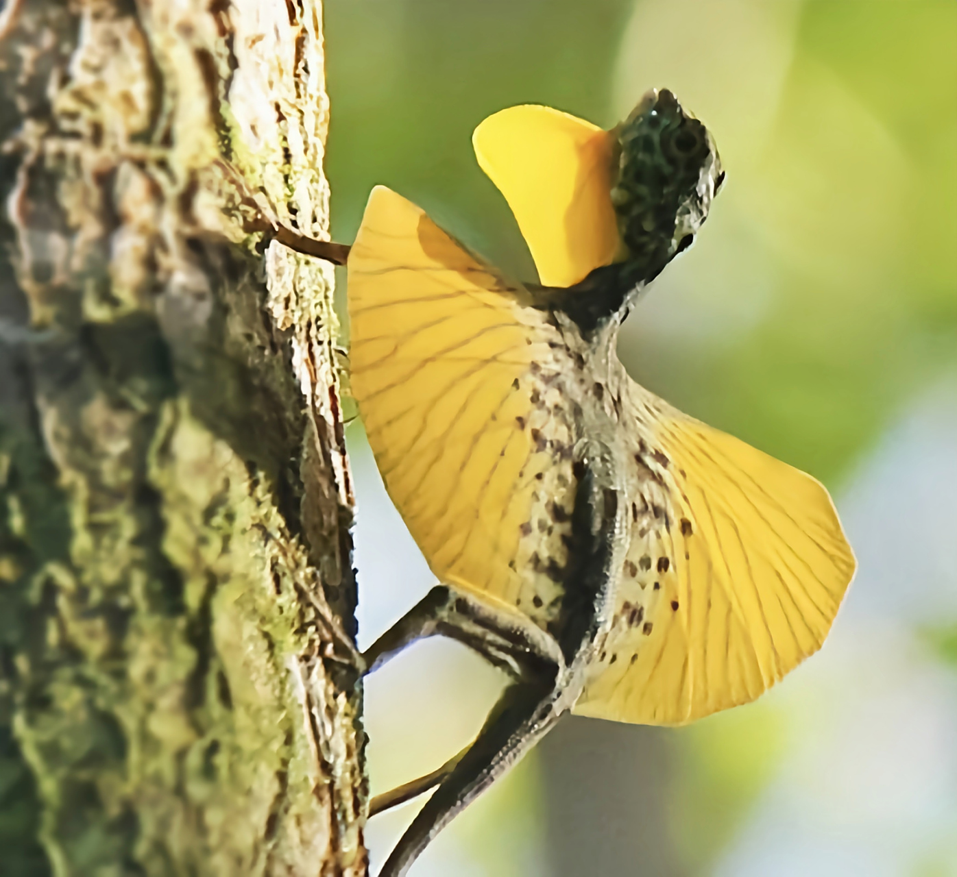 每天认识一种动物——斑飞蜥 斑飞蜥别名飞蜥,原产于亚洲东南部,中国