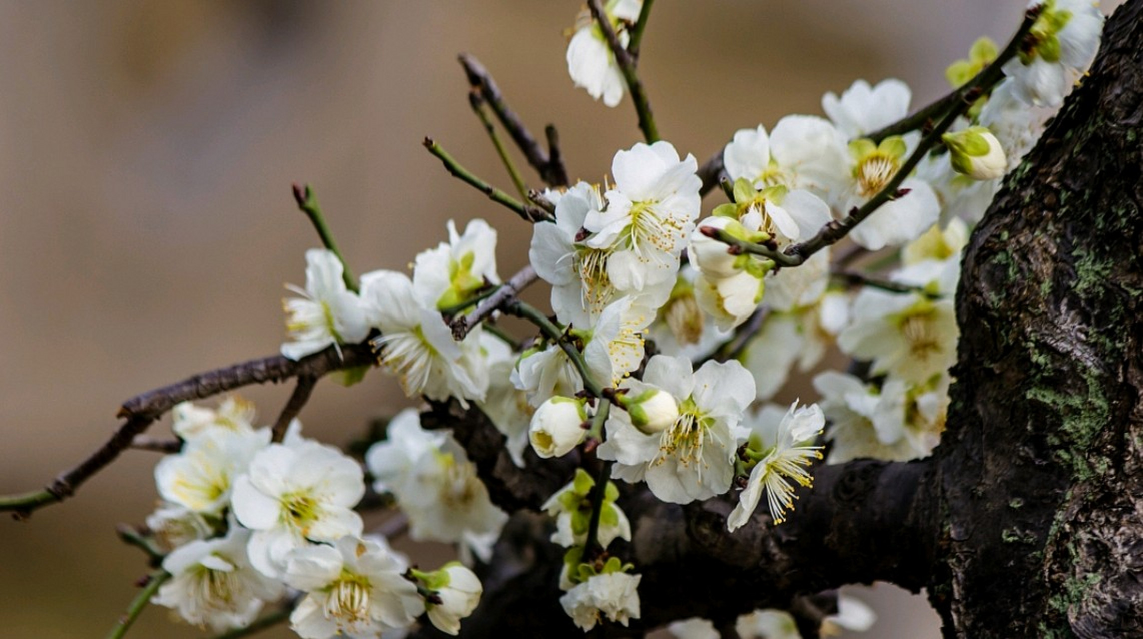 在寒冷的冬天,  梅花为人们带来温暖和希望,  让人们感受