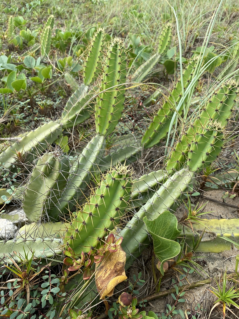 第252季 四阁柱  正名 cereus fernambucensis lemaire 1839 别名 1