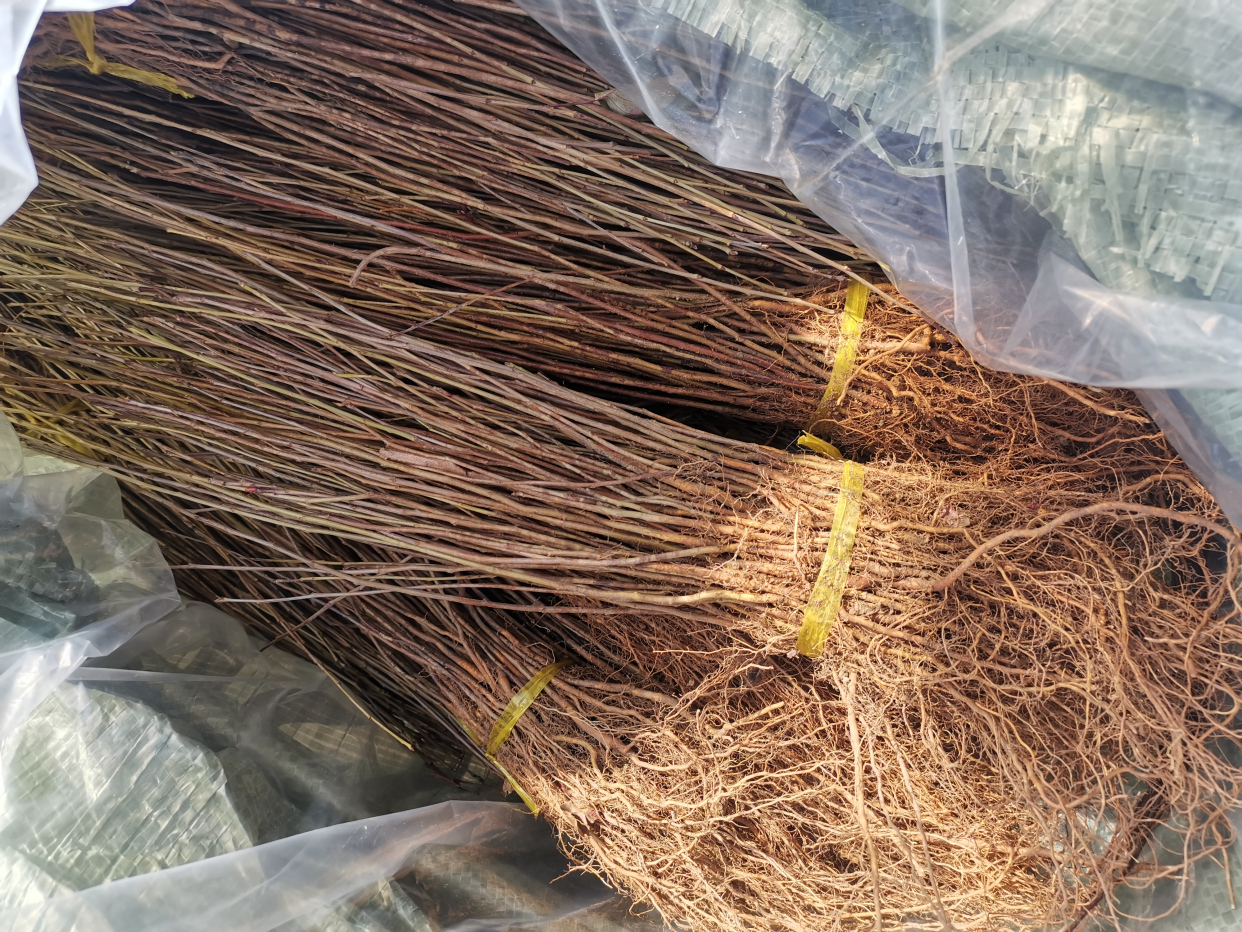 辽宁山丁子苗,山丁子实生苗,山丁子苗基地