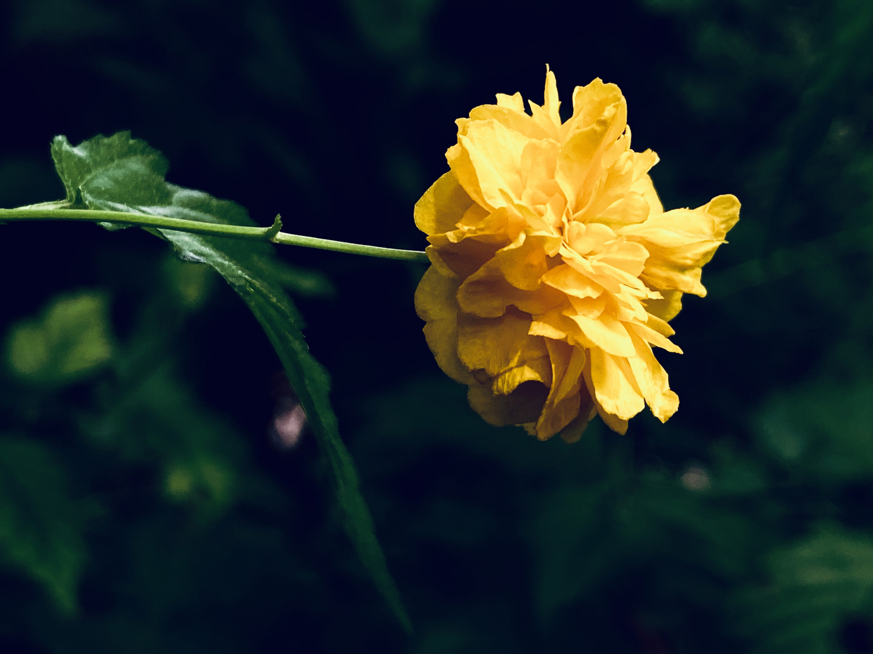 棣棠花  公园有几处石头旁,生长着一丛一丛的灌木棣棠花,此时正是花开