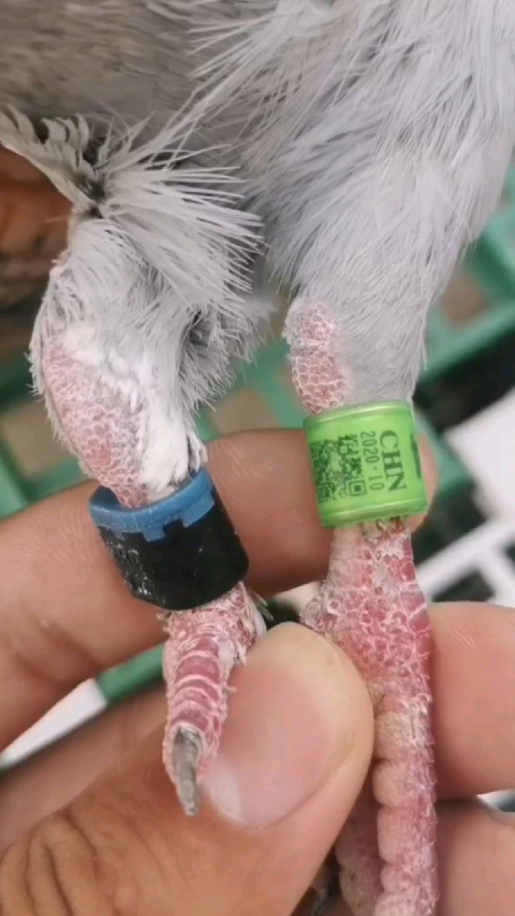北京壹号鸽舍张斌寄养棚参赛鸽,这脚环真吗
