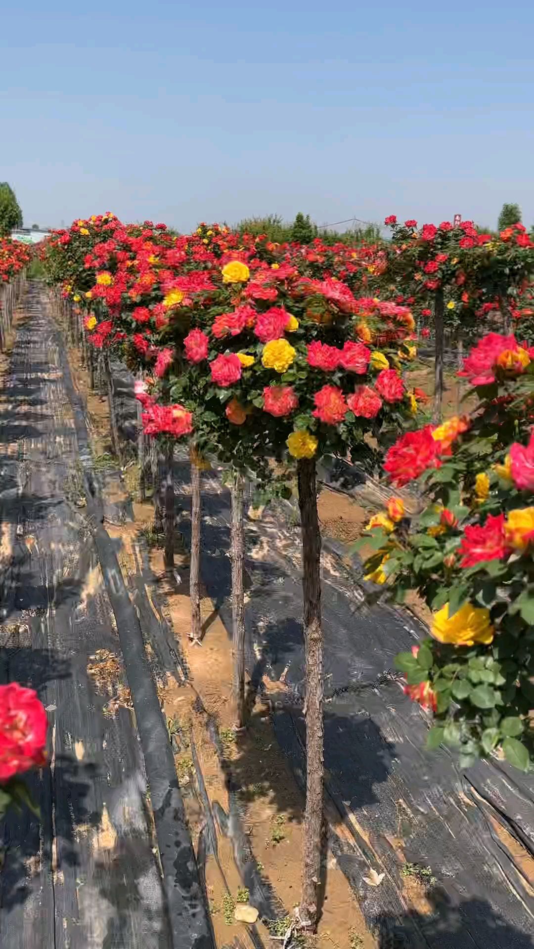 藤彩虹树状月季开花彩色花量多花期长多季循环开花适合庭院别墅绿化