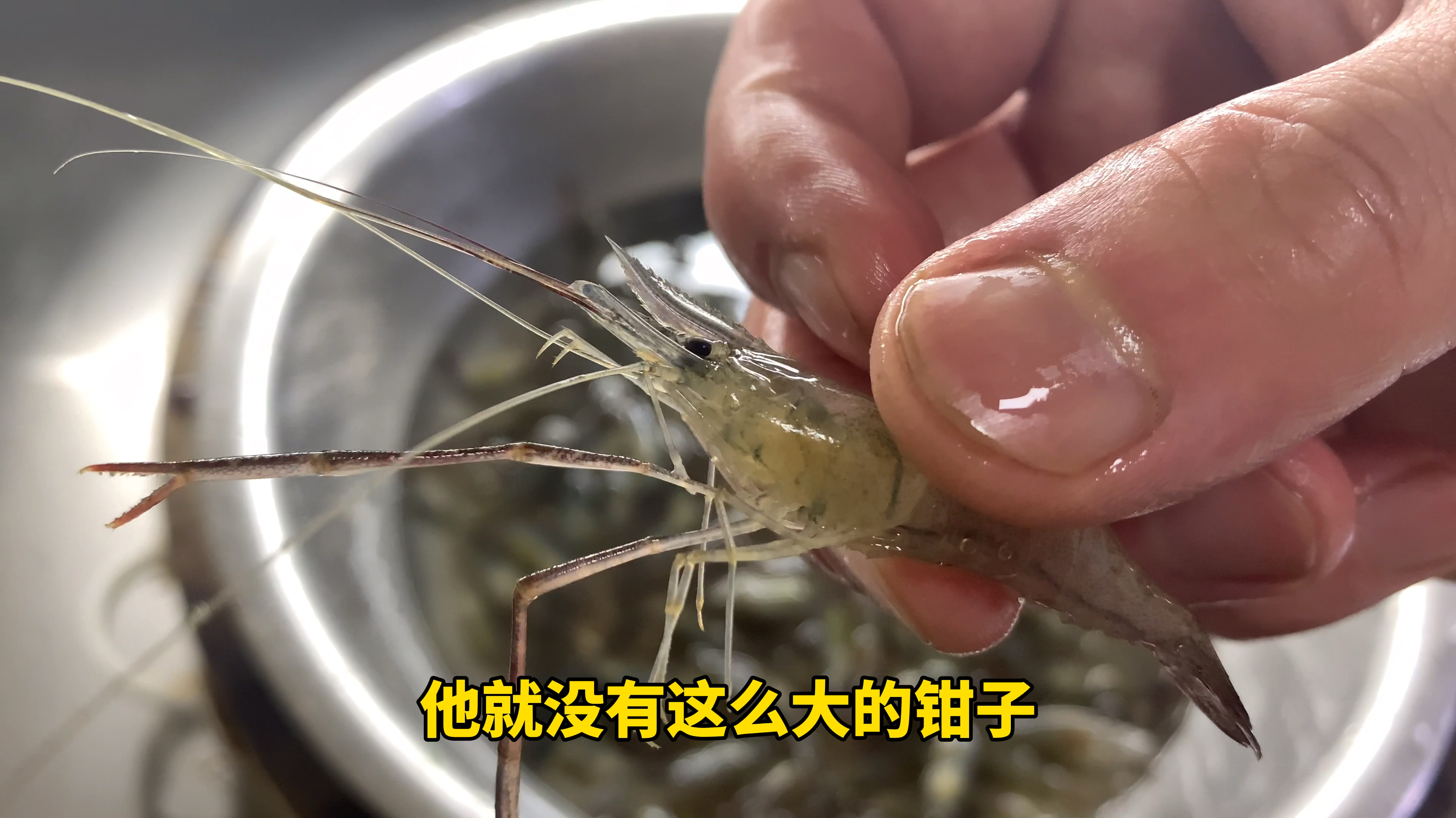 越鲜的食材越需要简单的做法,小河虾还是这种做法最好吃!