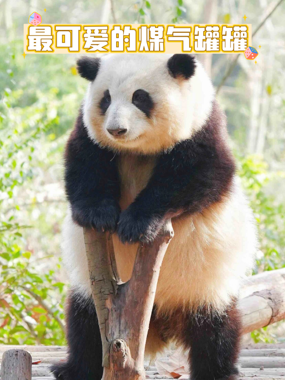 最可爱的煤气罐罐 看了这么多熊猫,花花真的是我一眼就可以认出来的