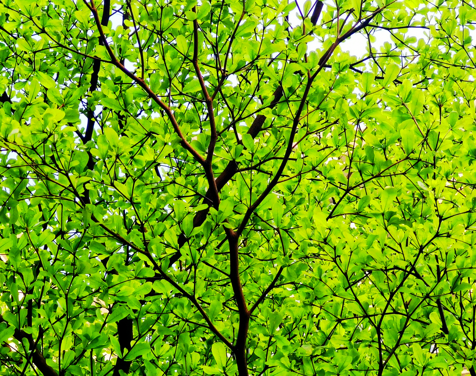 小叶榄仁是使君子科榄仁属落叶乔木.