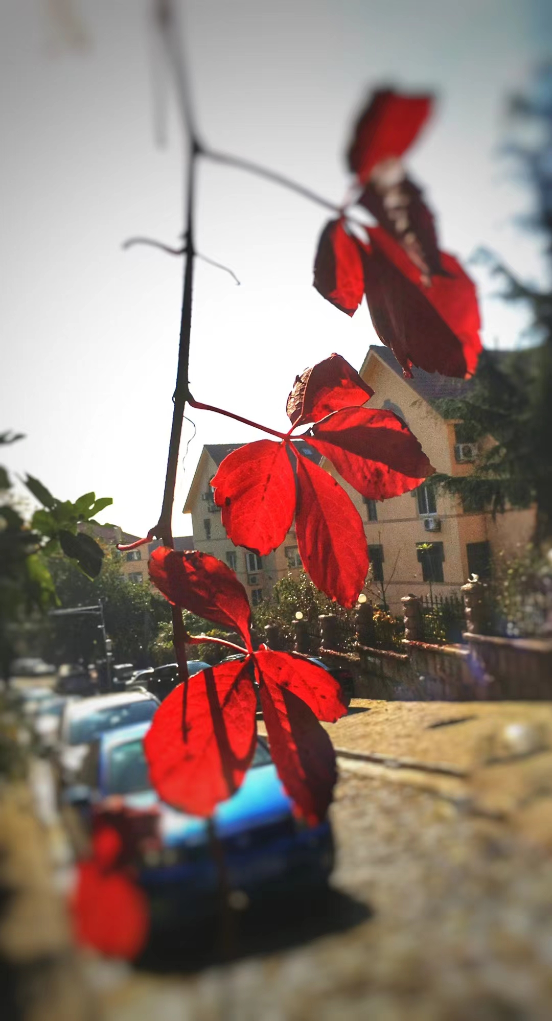 秋叶飘落在风中